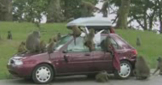 Baboons turn thieves in UK Safari 